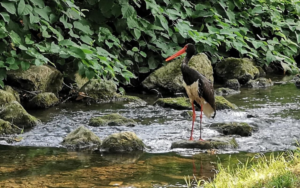 Durch den naturnahen Rückbau von Gewässern kehren immer öfter Tiere nach Wien zurück, darunter auch dieser seltene Schwarzstorch. 