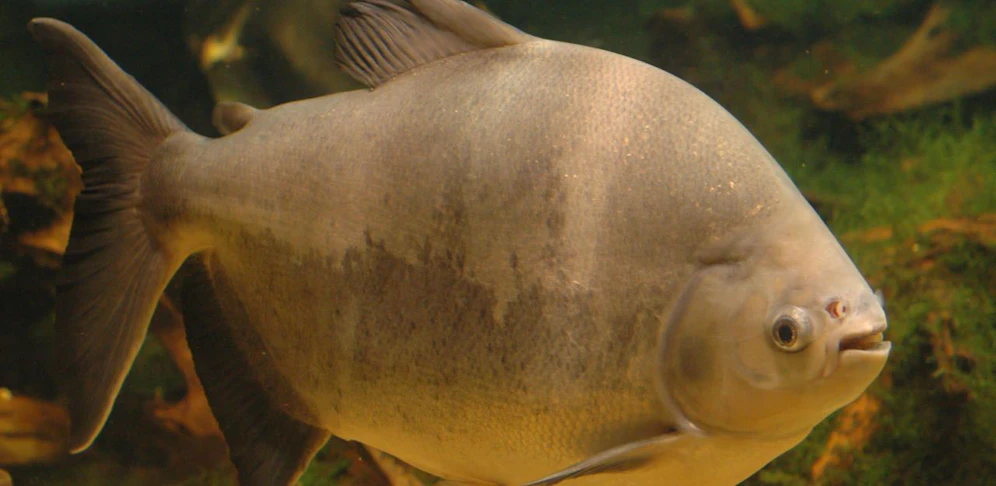 Sieht einem Piranha ähnlich, ist aber ein Schwarzer Pacu.