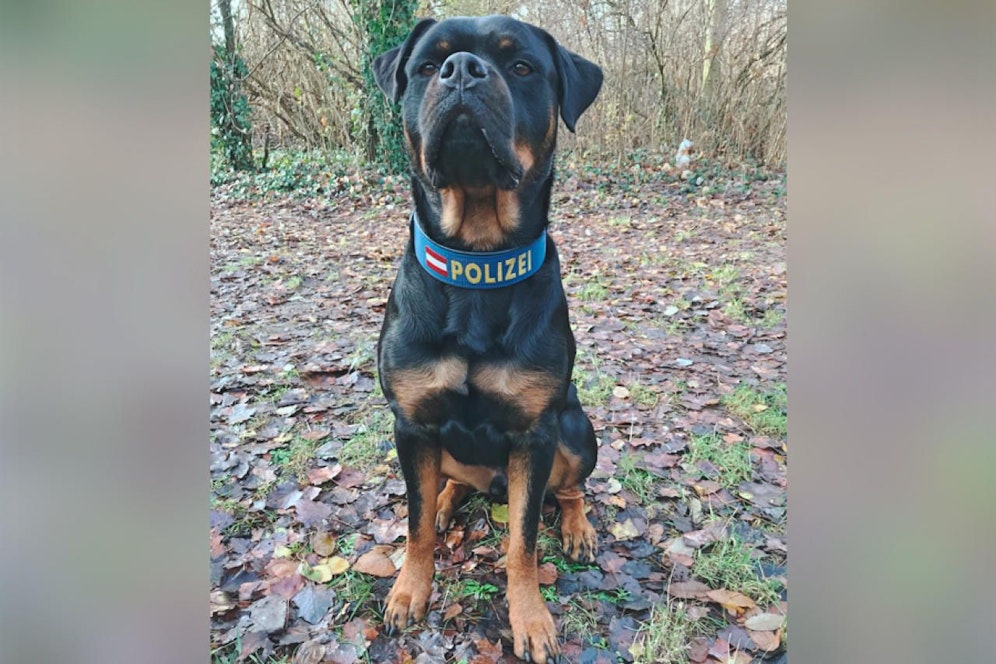 "Bennets" feine Nase machte den Einbrecher ausfindig.