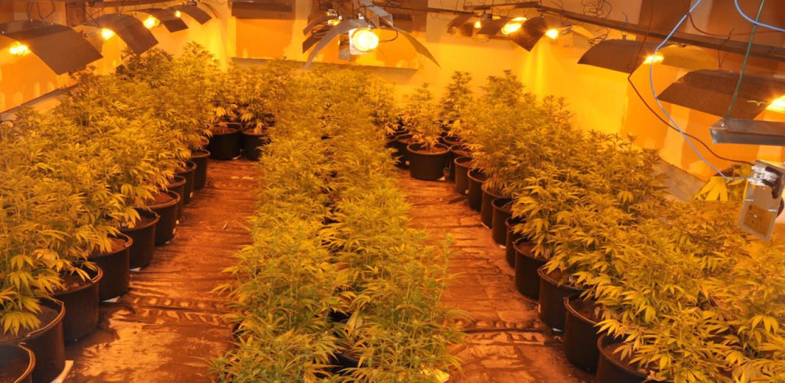 Bei der Hausdurchsuchung fanden die Beamten eine Cannabiszuchtplantage (Symbolbild)