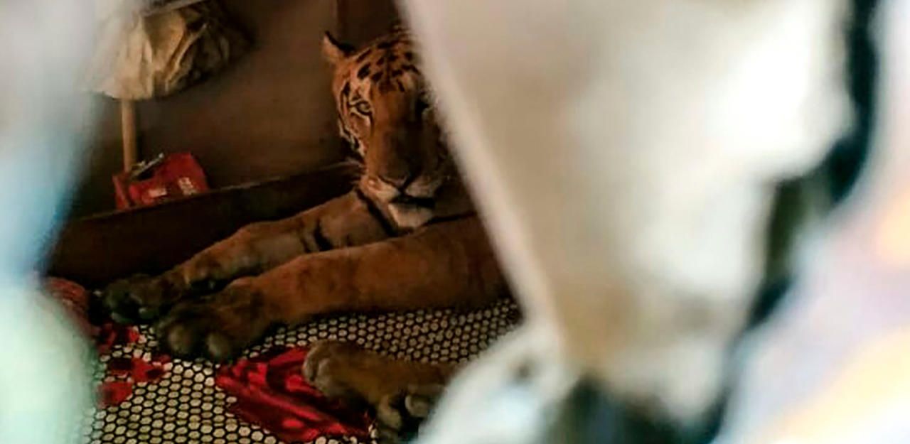 Heute.at - Tiger rettet sich vor Überschwemmung in Bett