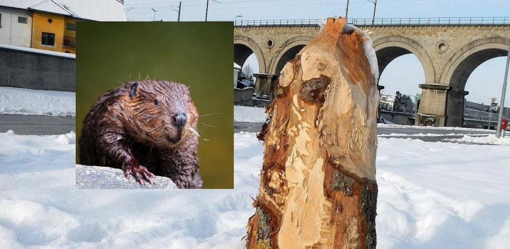 Biberschäden bereiten der Stadtgemeinde in Neulengbach Sorgen.