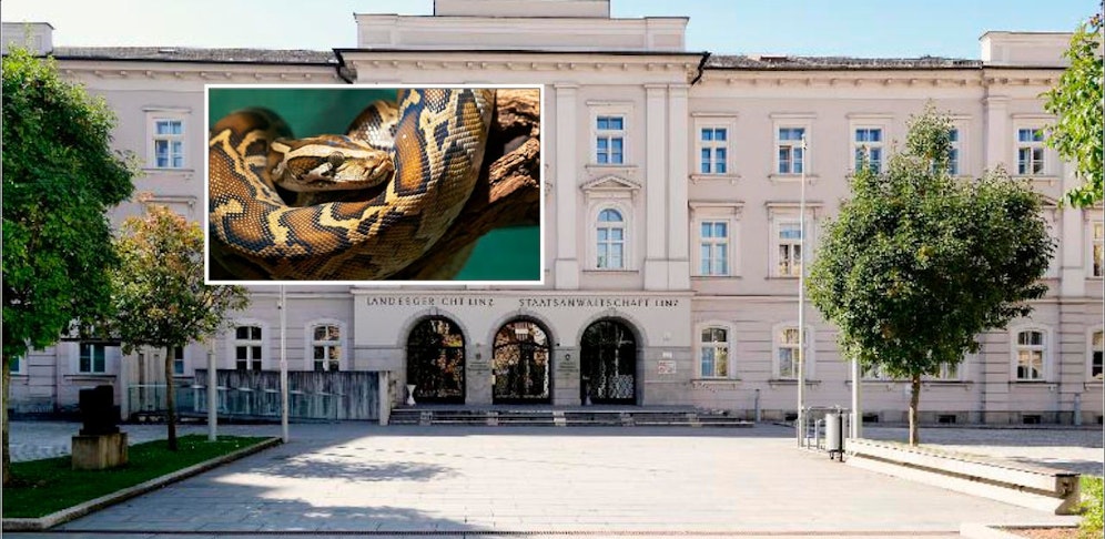 Das verurteilte Paar hortete 30 Schlangen in viel zu kleinen Boxen sowie in ungeeigneten Terrarien. 