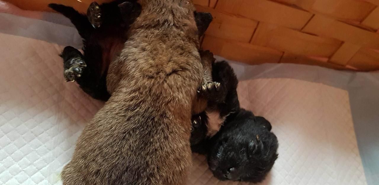 Heute.at - Welpen lebend vergraben: Nur noch 3 am Leben