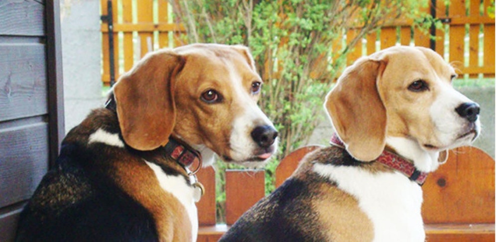 Anatol und Pauline suchen eine neue Familie.