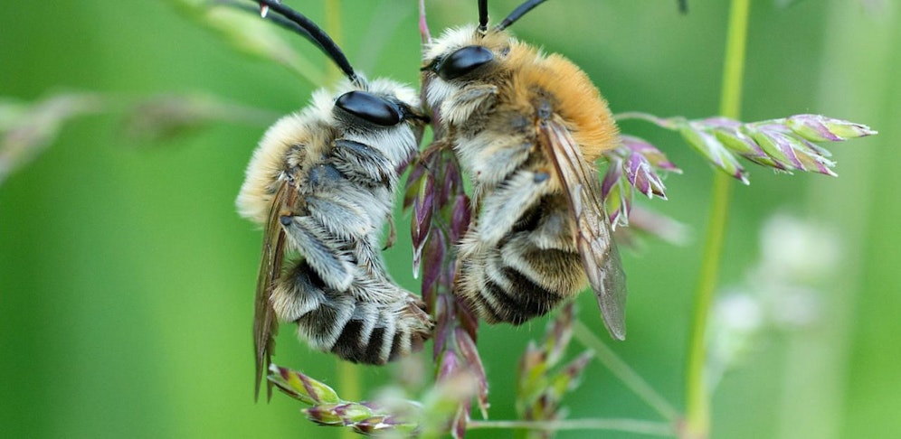 Biene Majas wilde Schwestern