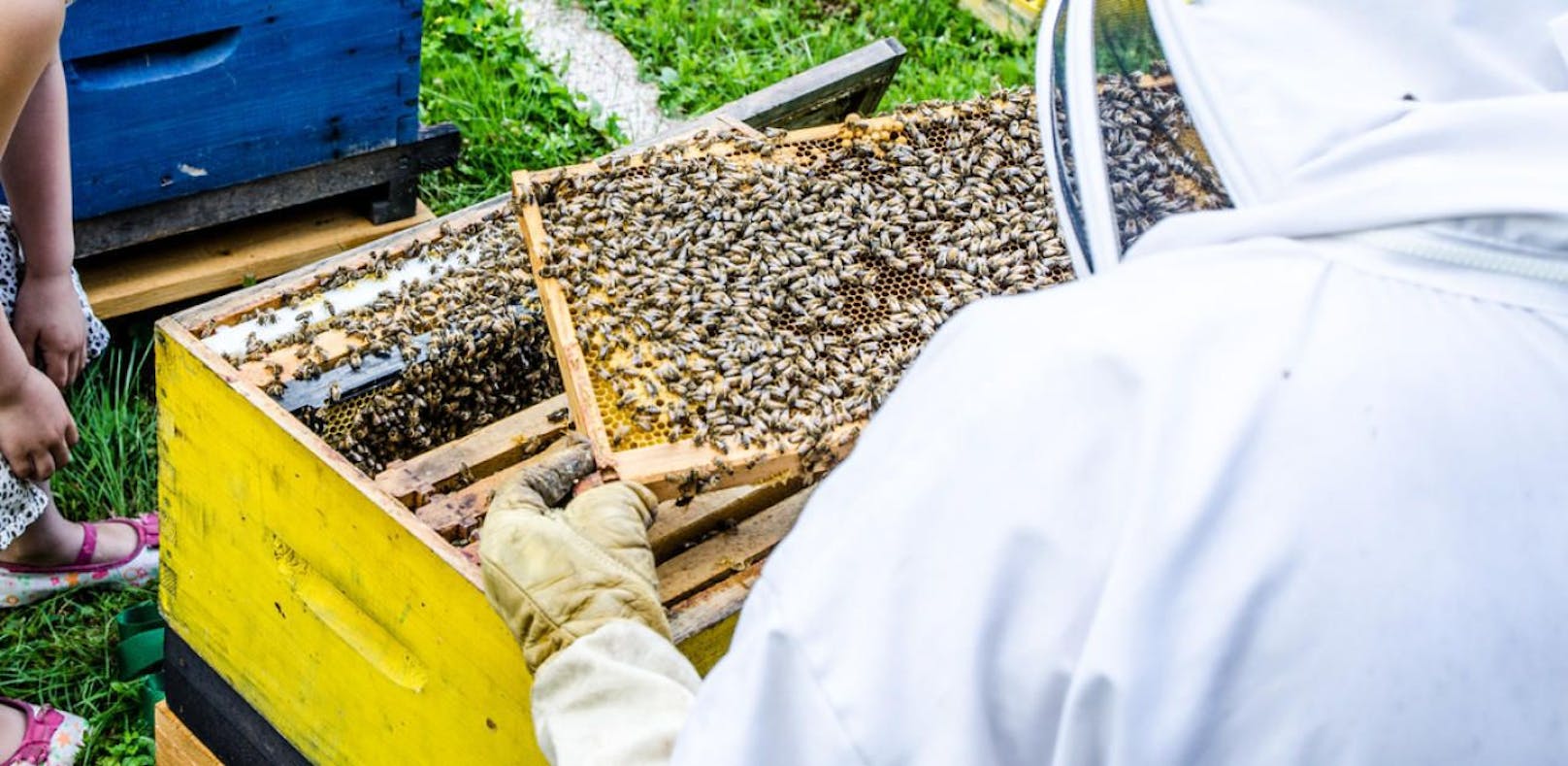 500.000 Bienen bei Autobrand verendet