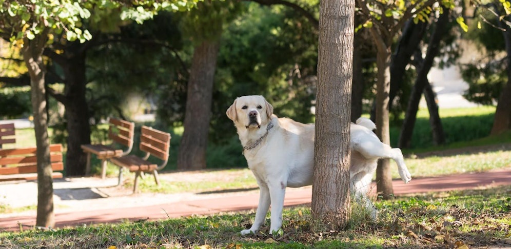 Urinierende Hunde schädigen in Währing Bäume.