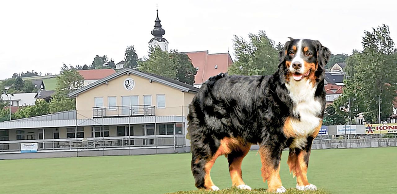 Heute.at - Bei Fußballfeier: Hund biss Kind (2) ins Gesicht