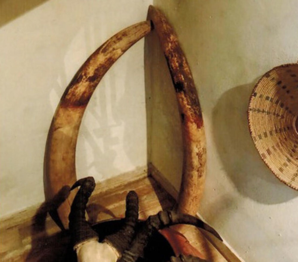 Diese Stoßzähne wurden gestohlen.