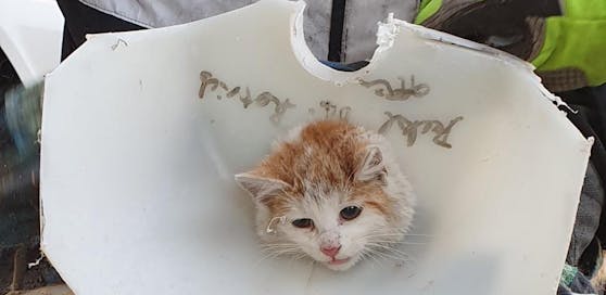 Die arme Katze.