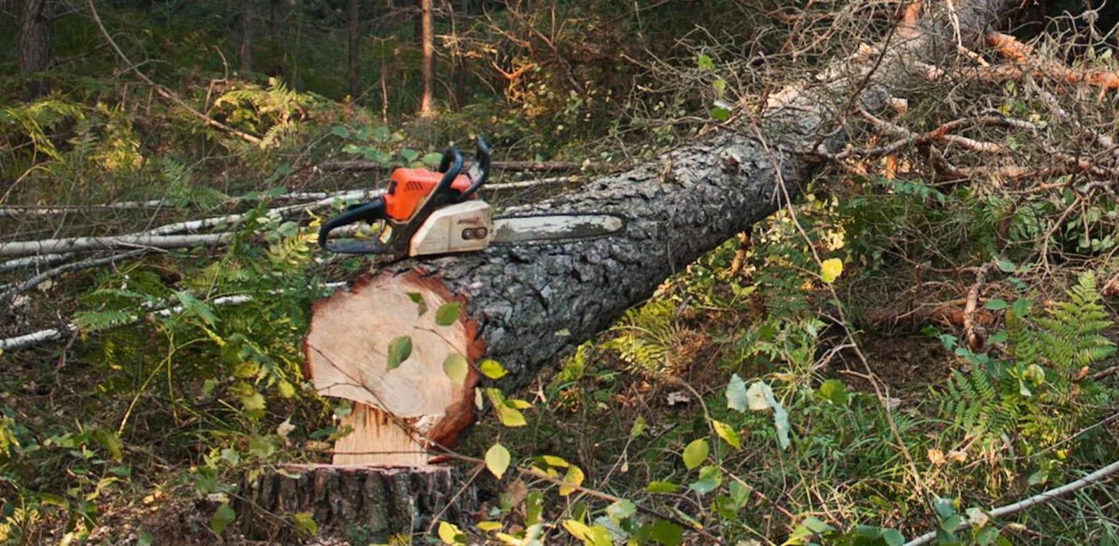 Eine Kettensäge liegt auf einem umgestürzten Nadelbaum. Symbolfoto.