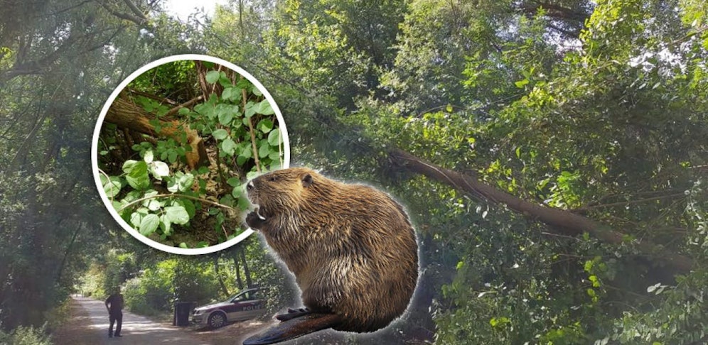 Ein Biber bracht den Baum zu Fall.