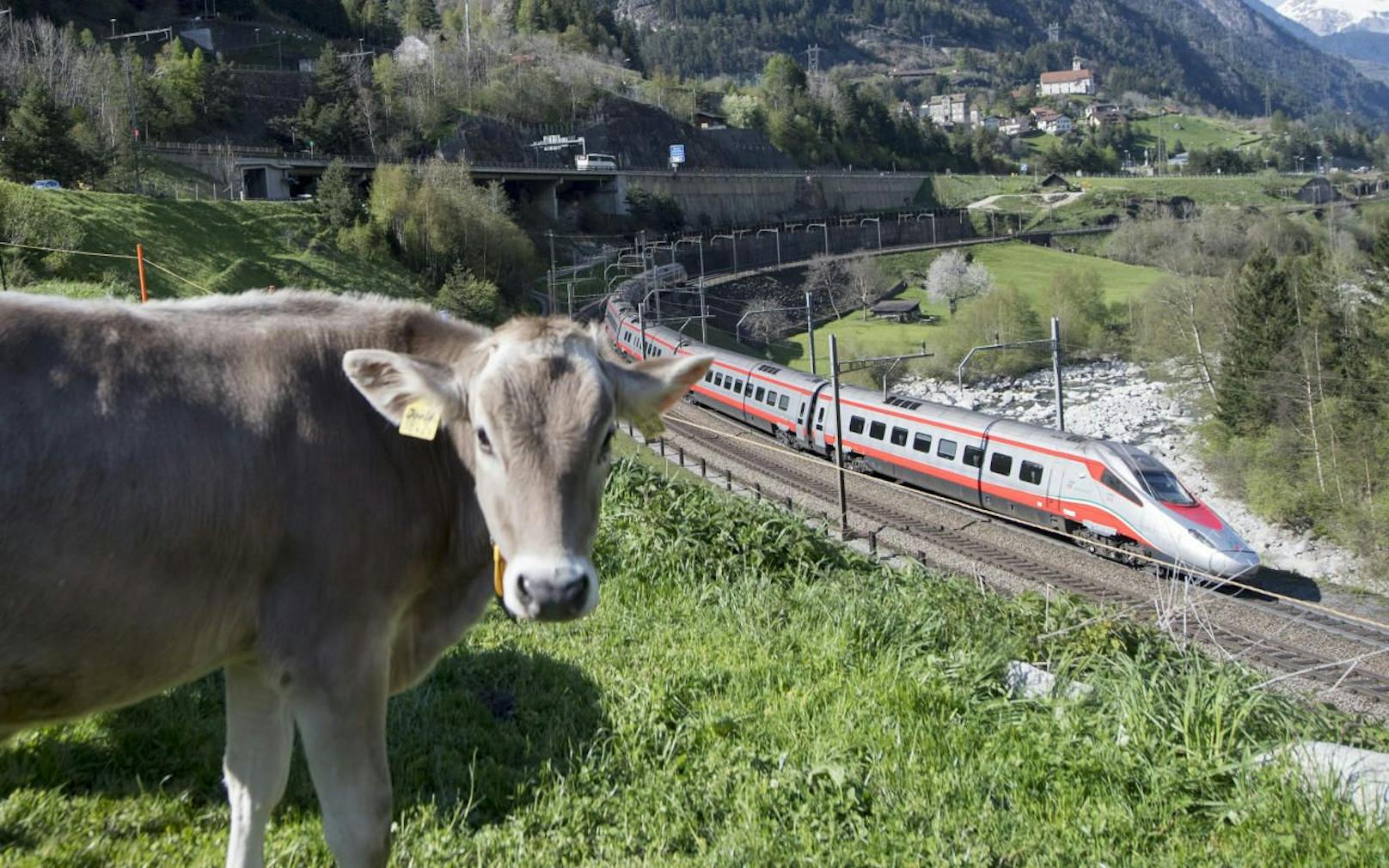 Ein Zug der italienischen Zuggesellschaft Trenitalia befährt die nördliche Gotthard Bergstrecke zwischen Erstfeld und Göschenen hinter grasenden Kühen. Archivbild 2016.