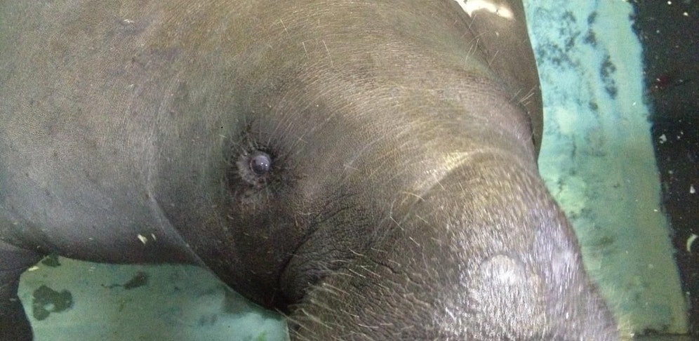 Snooty starb bei einem Unfall im South Florida Museum in Bradenton. Credit: Picturedesk