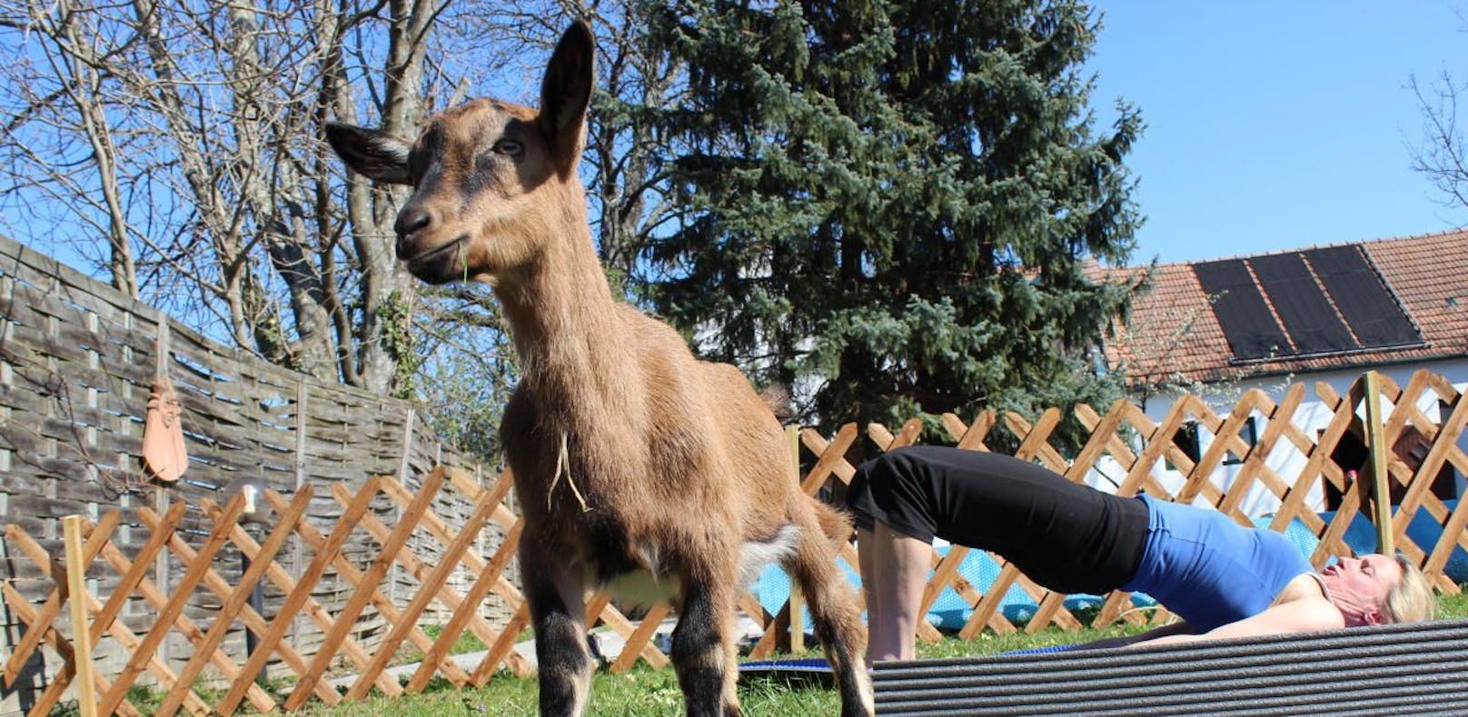 Nicht meckern - chillen: Beim Ziegen-Yoga in NÖ