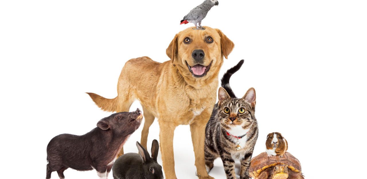 Hase, Katze, Pferd; So lange leben Haustiere | Heute.at