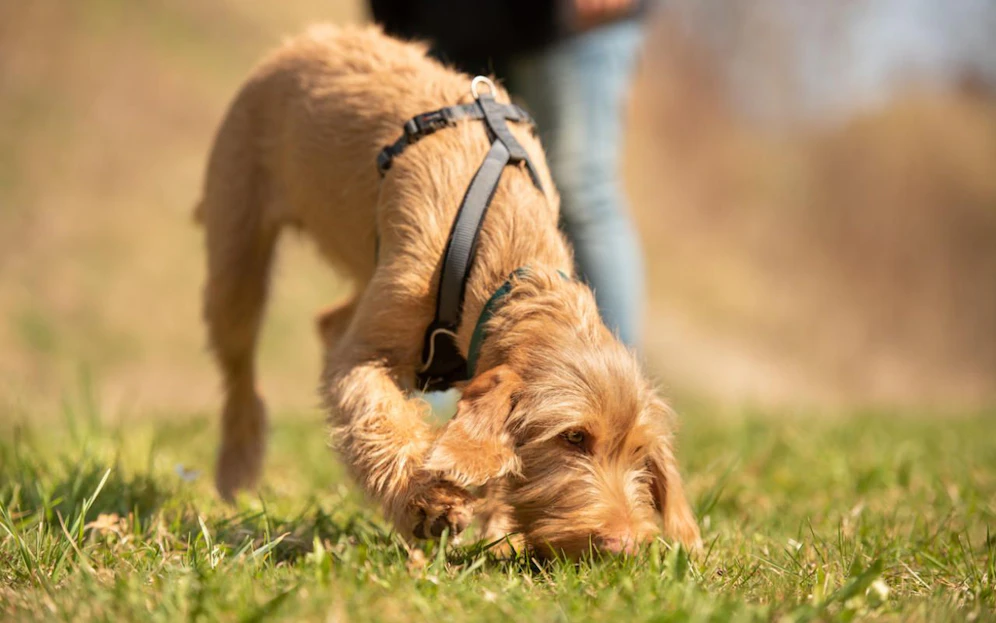 Hunde sind keine Beschäftigungstherapie für Zweibeiner in Corona-Zeiten.