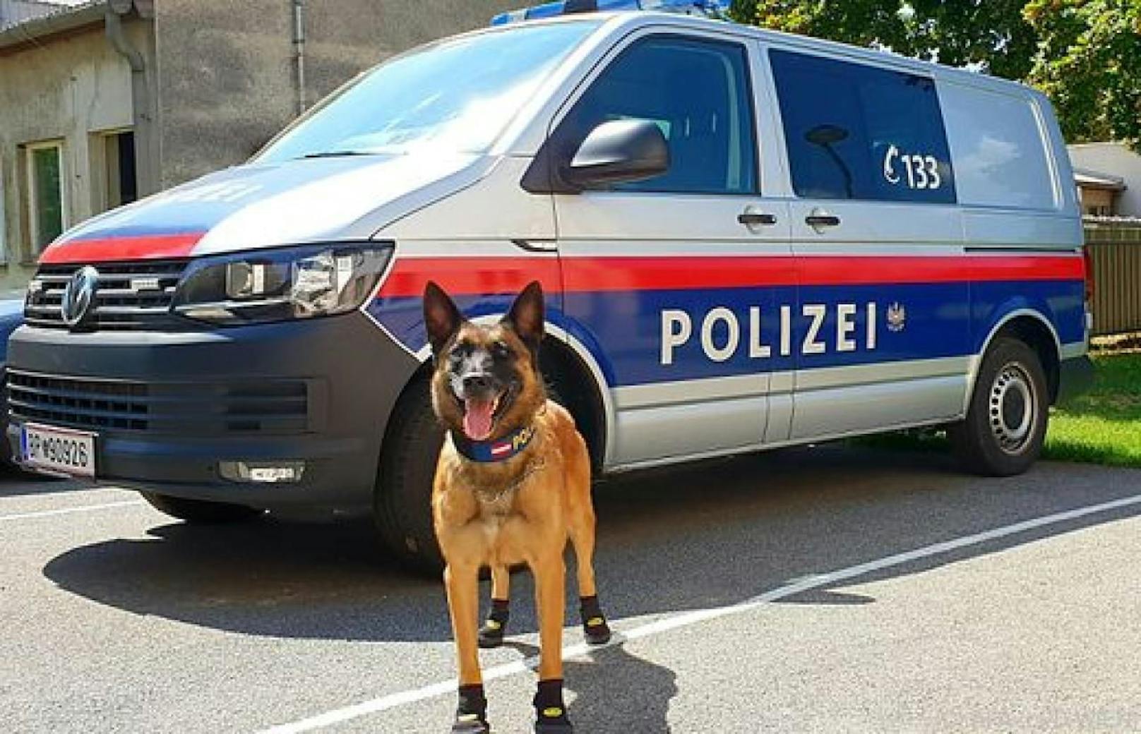 Polizeihunde sind eine wichtige Waffe der Exekutive (der Hund am Foto ist nicht betroffen, nur als Symbolhund)