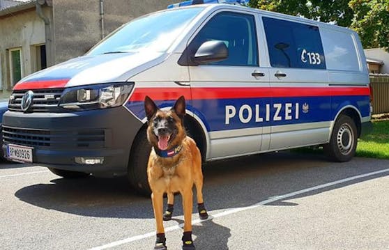 Pfotenschutz für Polizeihunde
