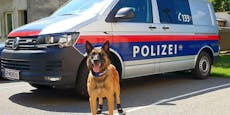 Polizei-Hunde starben laut Obduktion an Überhitzung