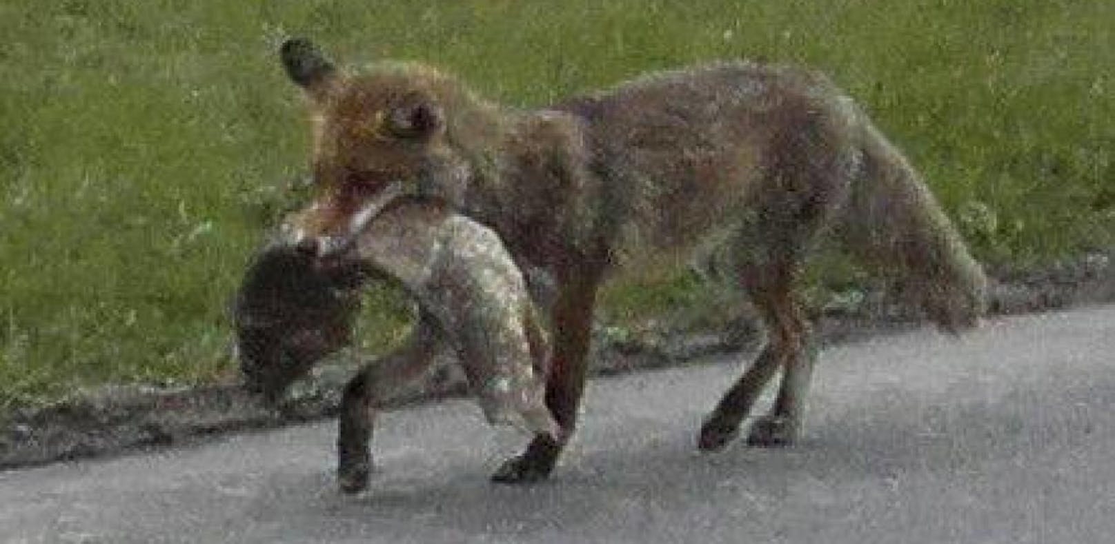 Fuchs du hast den Karpfen gestohlen