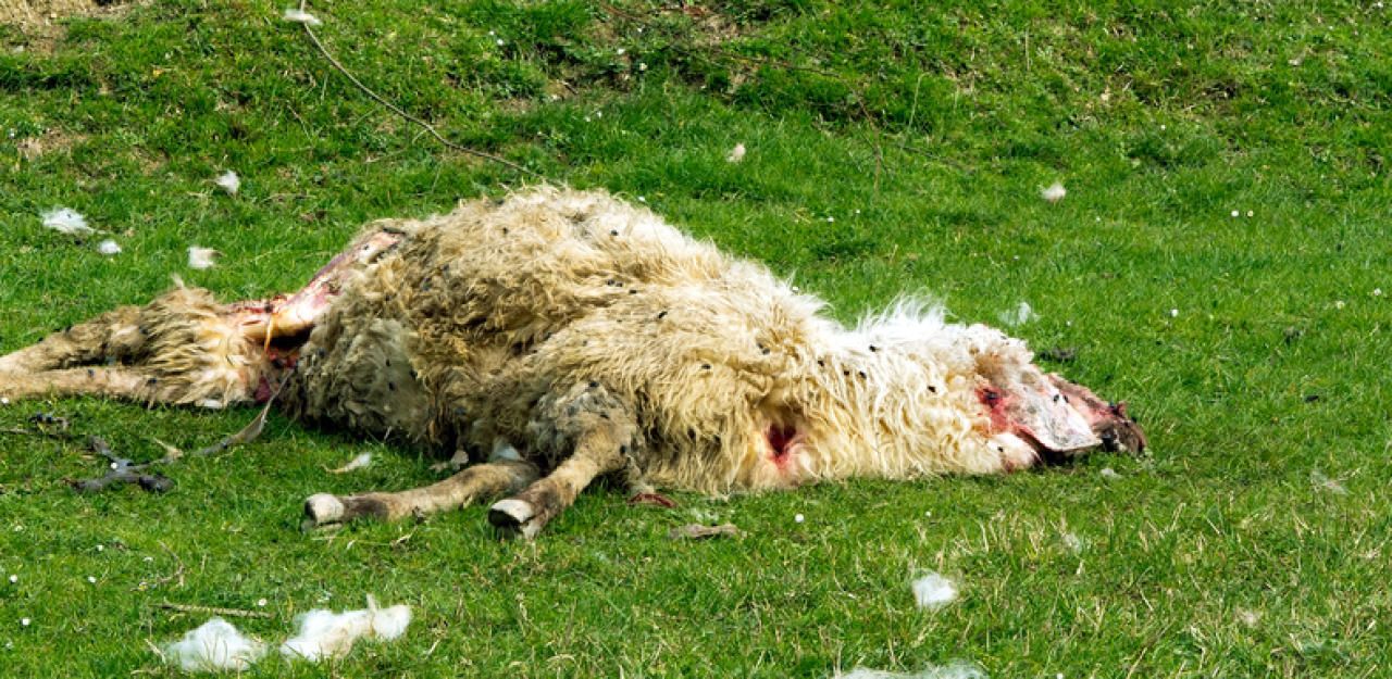 Heute.at - Land OÖ: Problem-Wolf notfalls abschießen