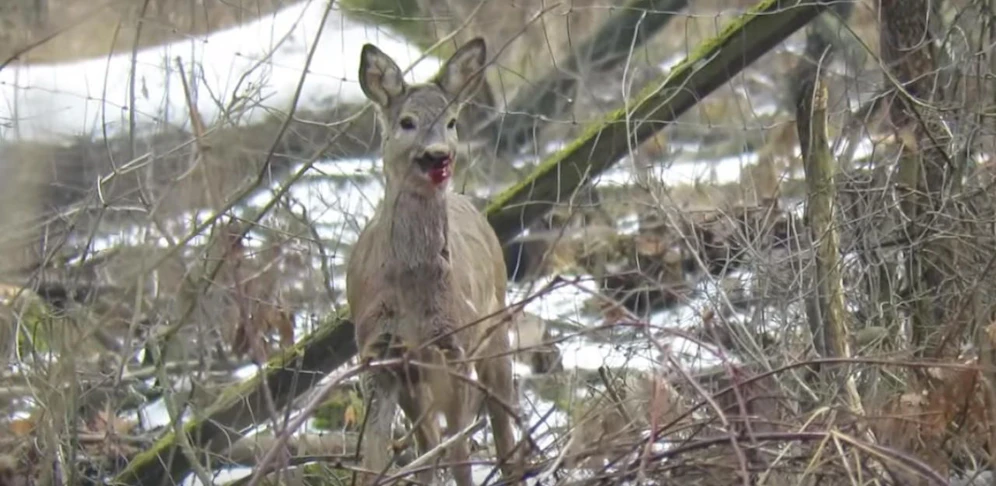 Ein Aus der Gatterjagd soll Ende Juni im Landtag beschlossen werden.