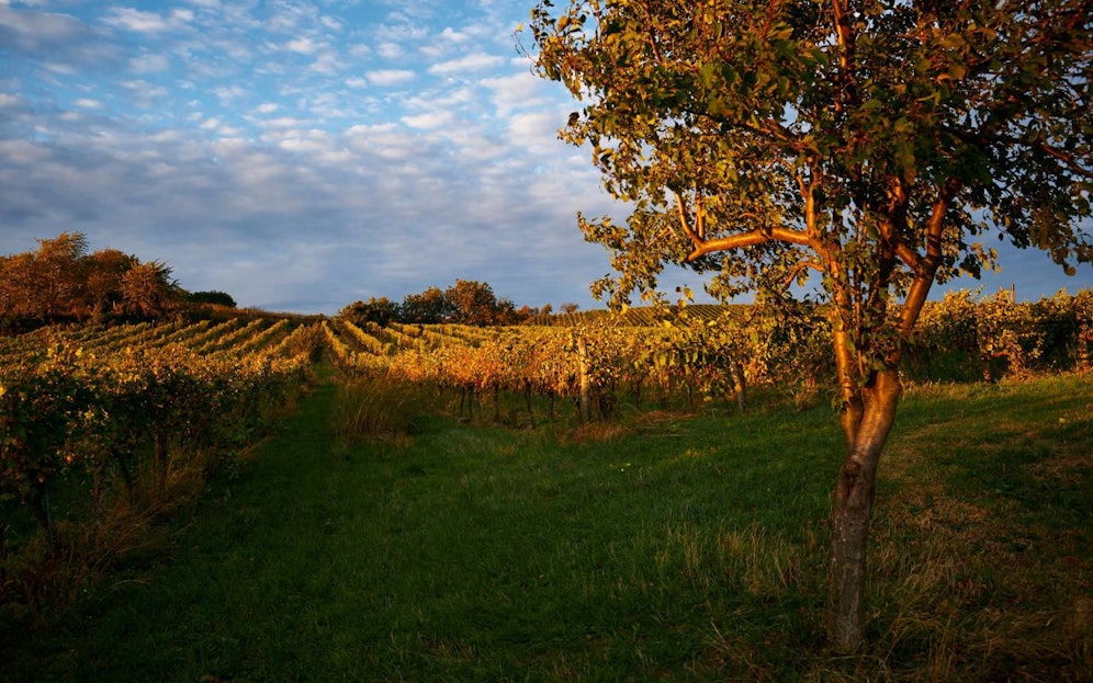 Weingarten bei Abendlicht