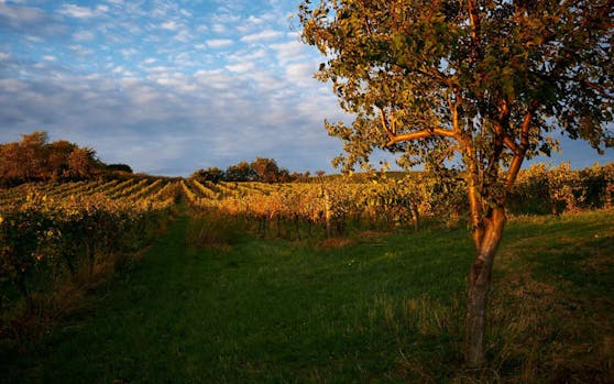 Weingarten bei Abendlicht