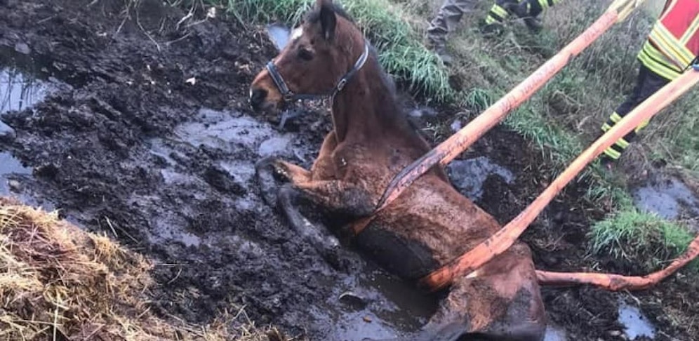 Die Feuerwehr hob das Pferd aus dem Dreck.