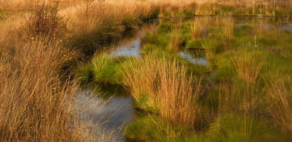 Symbolfoto eines Moors