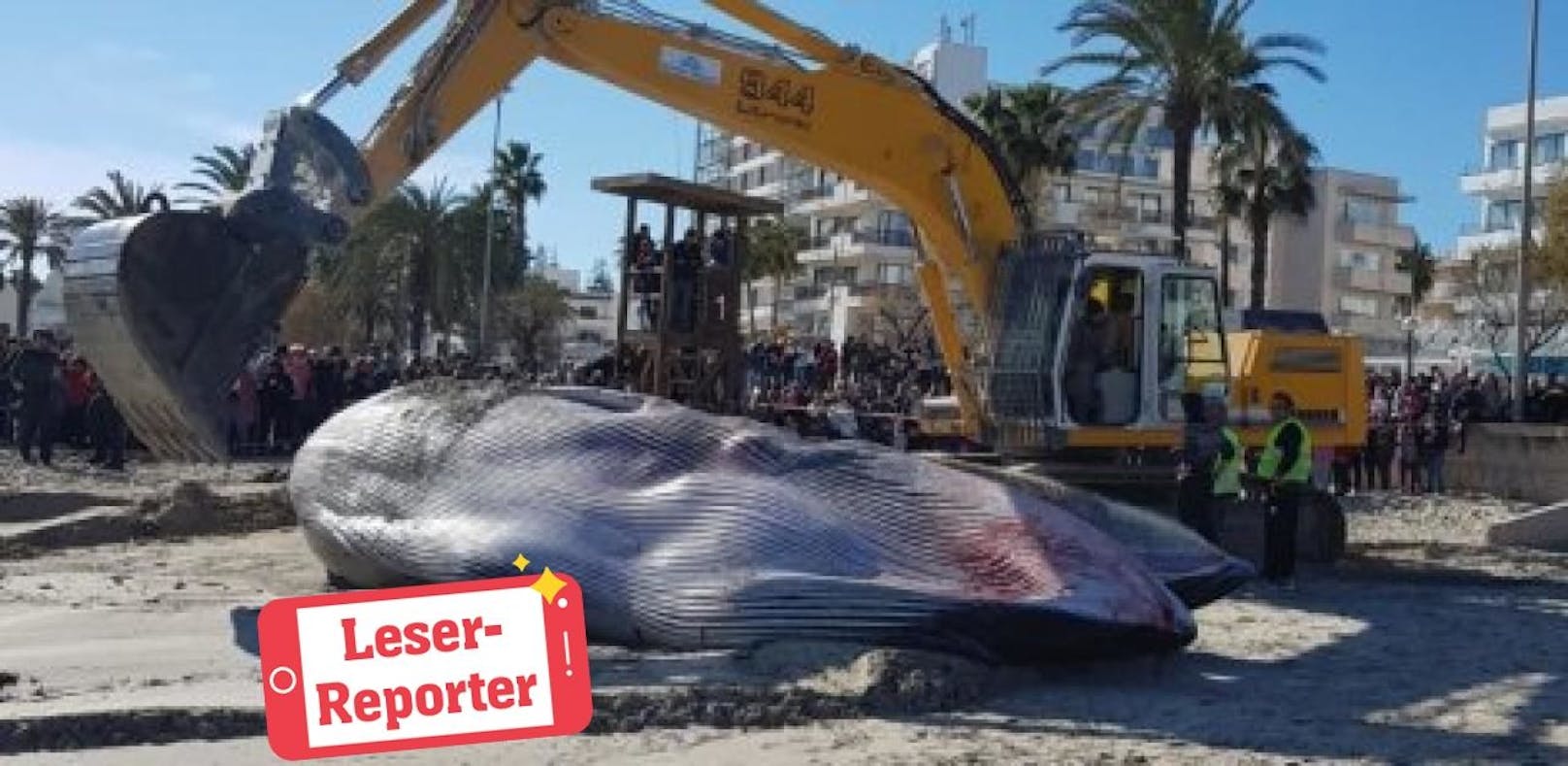 "Toter Wal auf Mallorca – das ist verrückt"