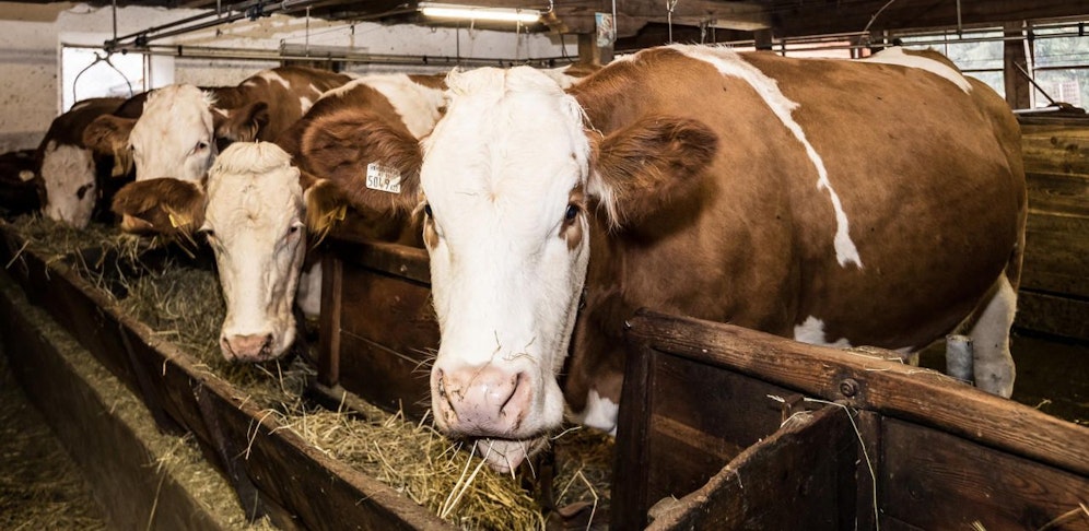 Das Rind trat beim Verladen vom Hänger den Mann. (Symbolbild).