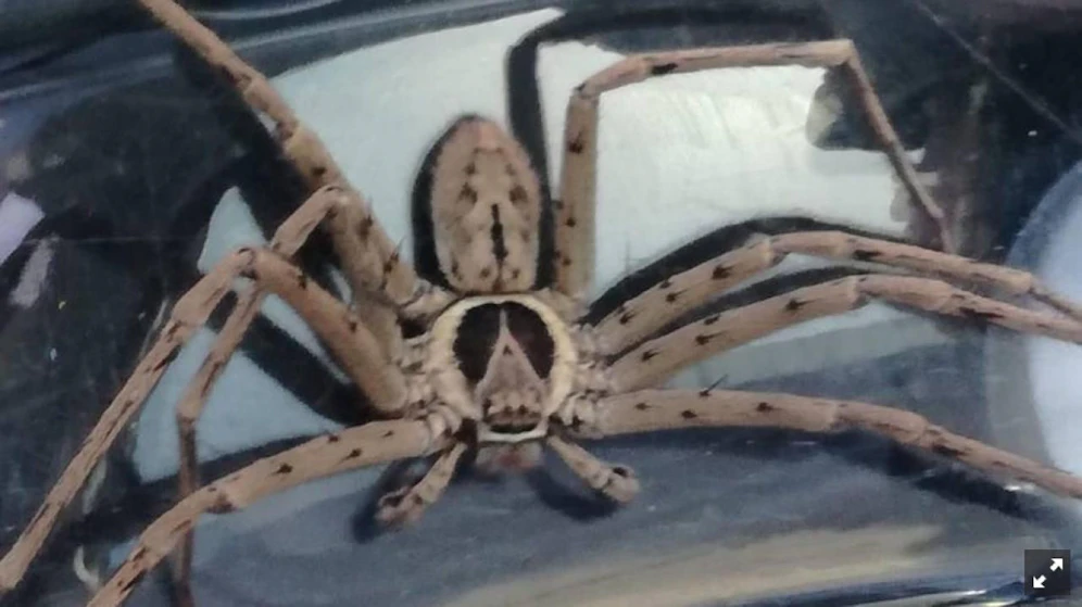 Diese acht Zentimeter große Spinne verbarg sich in einer Bananenlieferung in einem steirischen Supermarkt. 
