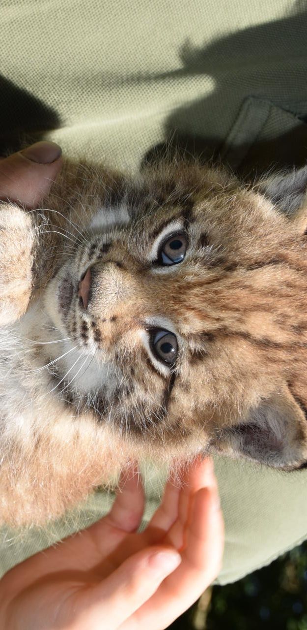 Heute.at - Sooooo süß: Drei Luchs-Babys im Tierpark Haag