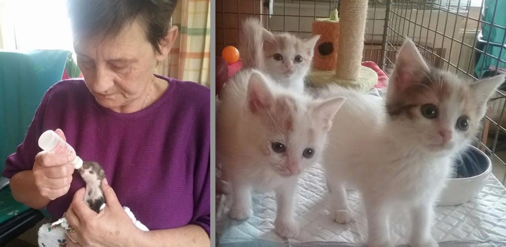 Ab 1. Juli tritt ein neues Tierschutzgesetz in Kraft: Viele Vereine haben keine Infos darüber erhalten. 