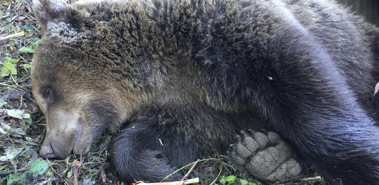 Heute.at - Kärntner Bär bei Crash mit Zeitungszusteller getötet