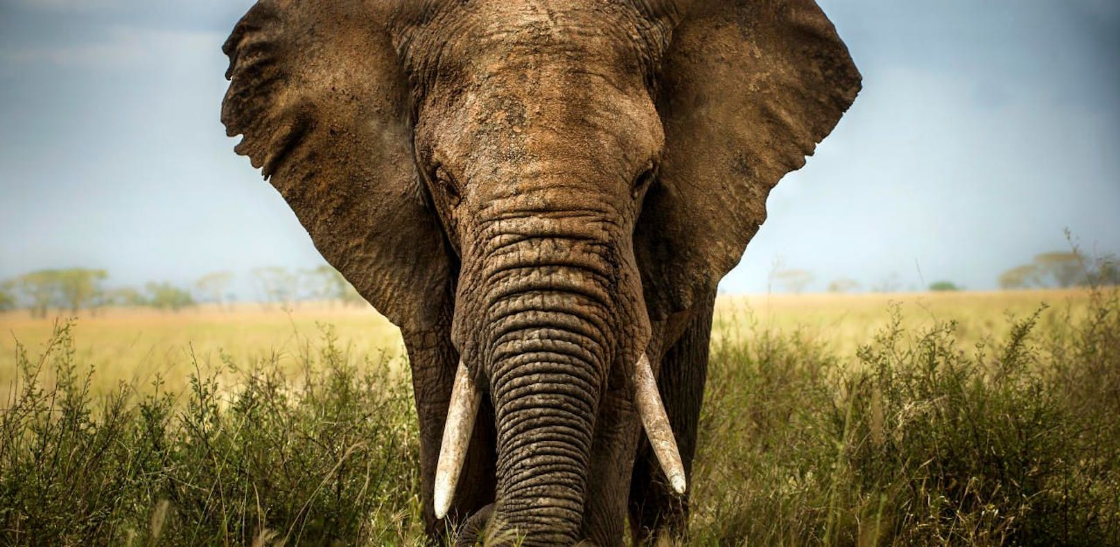 Austro-Tourist in Afrika von Elefanten getötet
