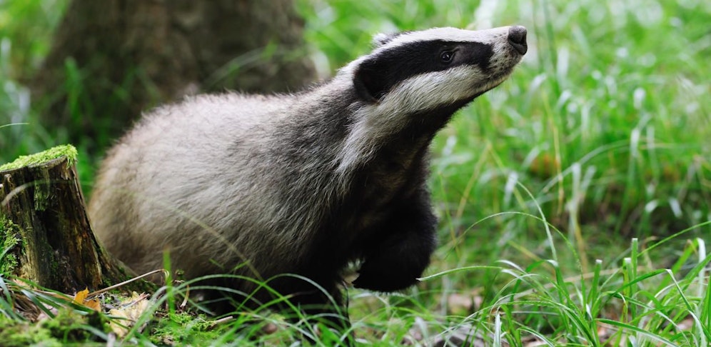 Ein Dachs tapste in die Falle von Tierquälern. Er musste von einem Jäger von seinen Qualen erlöst werden. Symbolbild.