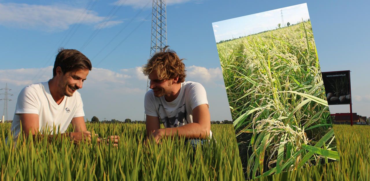 Heute.at - Reisbauern aus NÖ bangen um ihre Ernte
