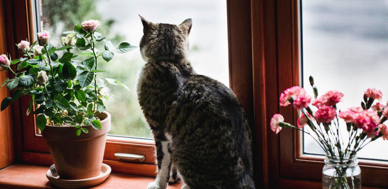 Peta will alle Katzen in die Wohnung verbannen Welt heute.at