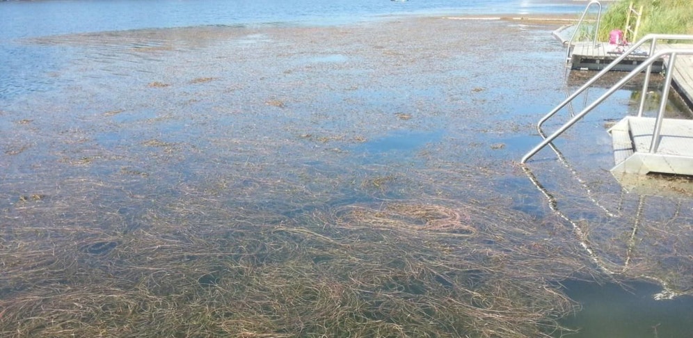 Hier kommt kein Badespaß auf: An der Alten Donau ist der Uferbereich mit Wasserpflanzen zugewachsen.