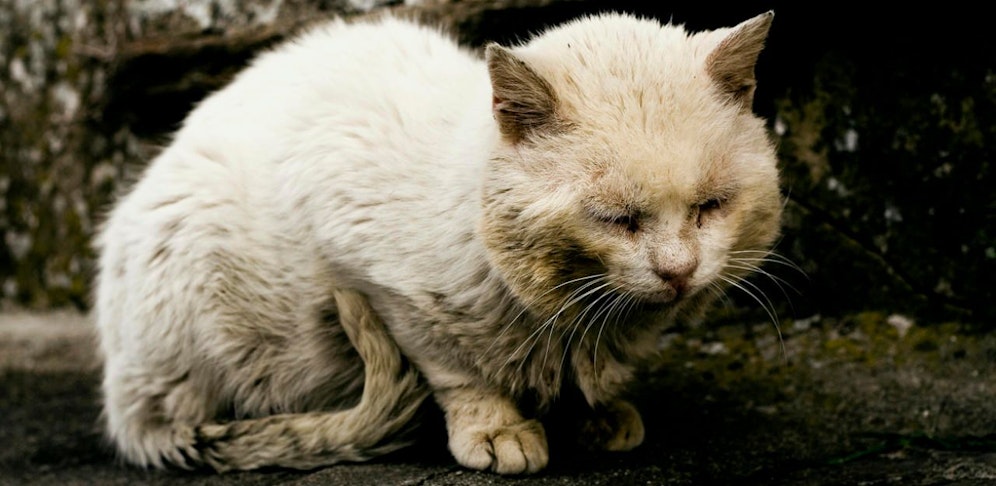 Die Tiere wurden zwei Wochen lang in einem bunkerähnlichen Raum eingesperrt