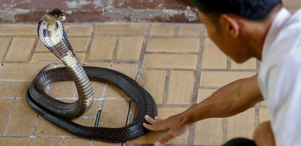 Der 14-Jährige starb wenig Stunden nach dem Biss an dem Gift der Schlange. Symbolfoto