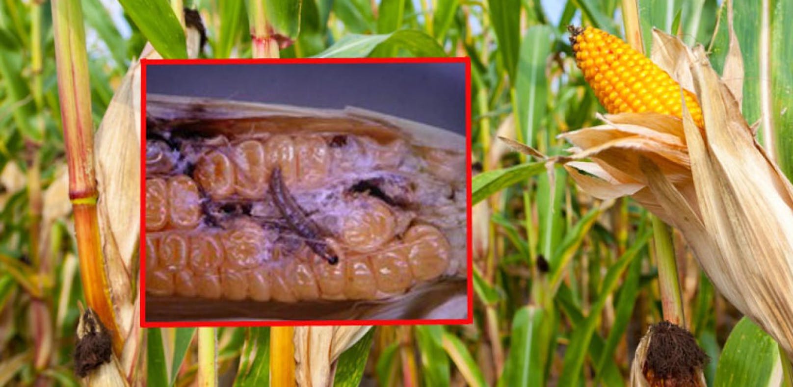 Bauern in Angst: Gift-Insekt bedroht Ernte