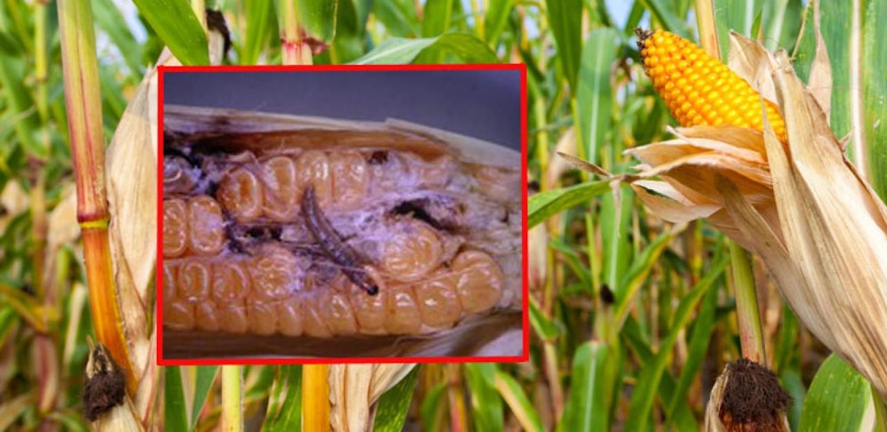 Der Maiszünsler sorgt für Probleme.