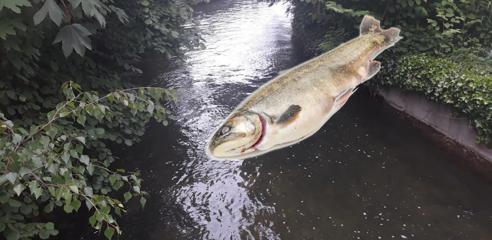 Alle Fische stromabwärts von Radlberg starben.