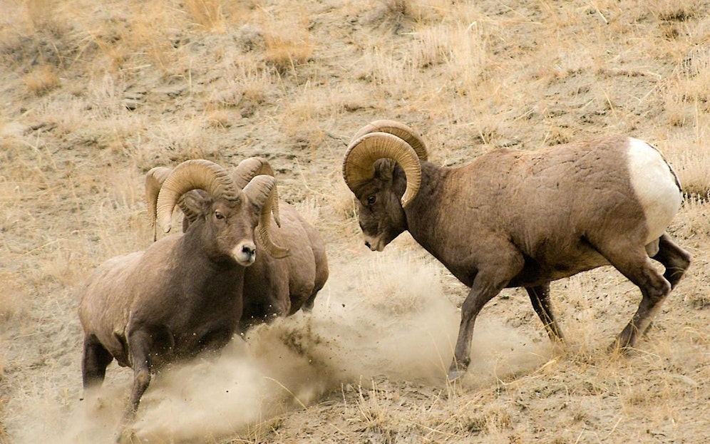 Ein ausgebüxter Widder attackierte mehrere Passanten, verletzten einen Pensionisten schwer.