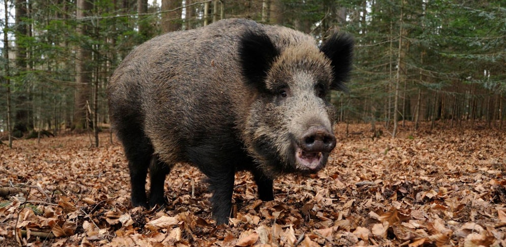 Wildschwein (Symbolbild)
